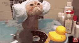 640 (4).gif